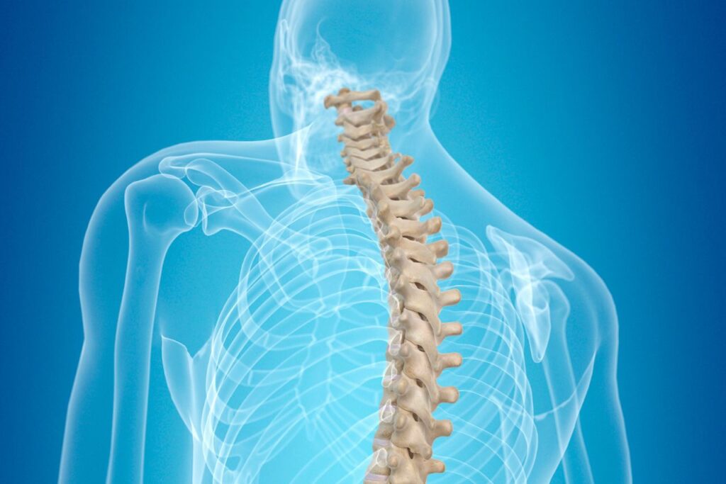 la columna vertebral y el sistema nervioso central